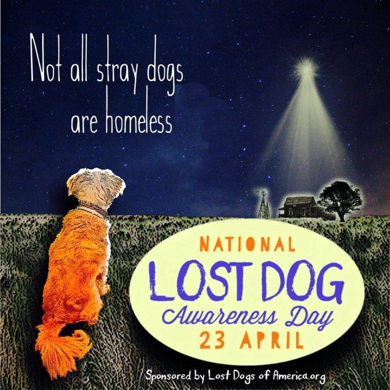 National Lost Dog Awareness Day Lost Dogs Illinois
