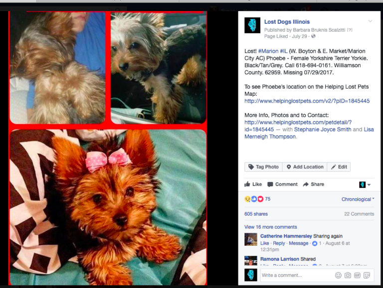 lost dogs Lost Dogs Illinois